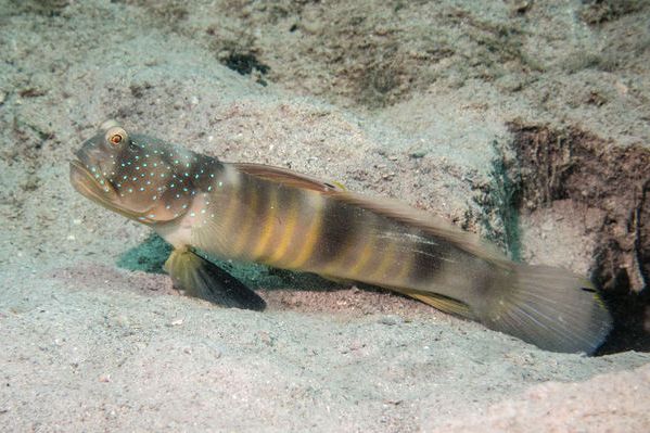 長尾絲鰕虎魚