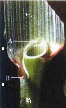 禾本科植物的葉