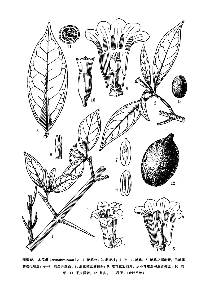 中國植物志原版木瓜欖墨線圖