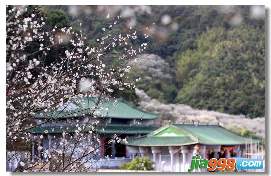 陸河共光梅園景區