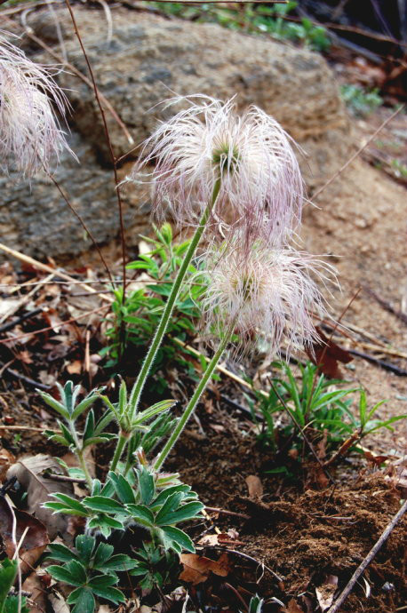 白頭翁(毛茛科草本植物)