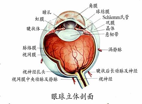 眼球解剖圖