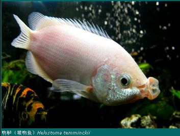 吻鱸（接吻魚）Helostoma temminckii