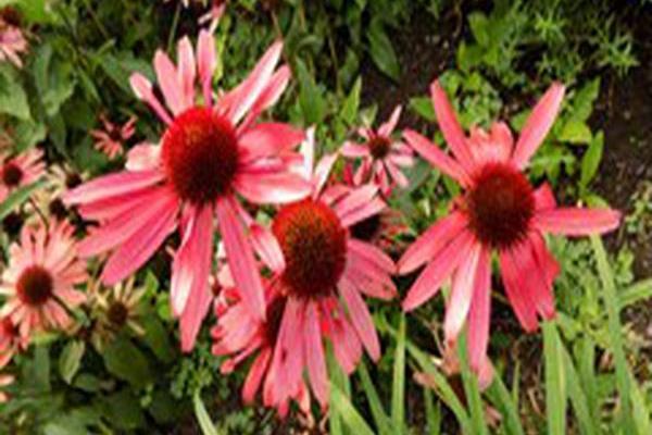 Echinacea \x27Solar Flare\x27