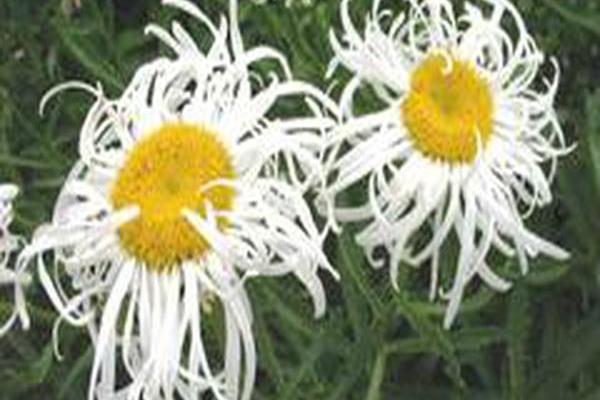 Leucanthemum × superbum \x27Beaute Nivelloise\x27