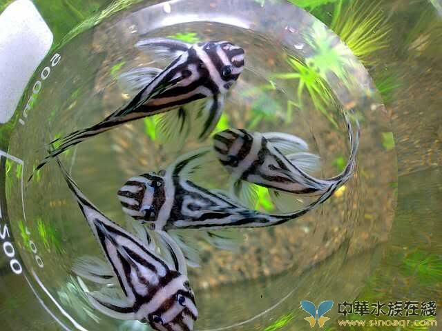 熊貓異型魚