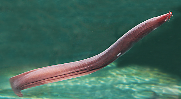 太平洋粘盲鰻Eptatretus stoutii