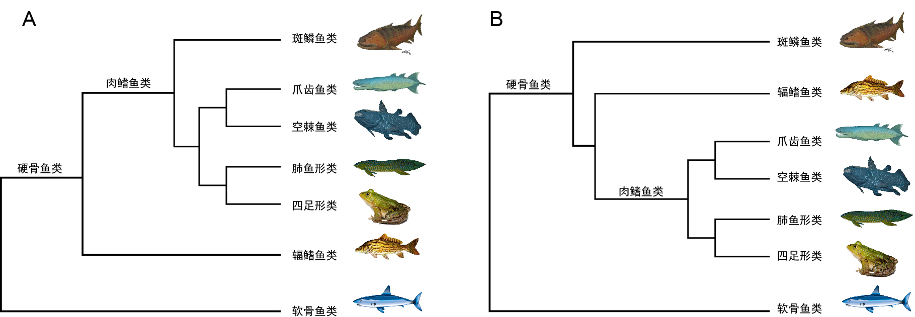 無孔魚