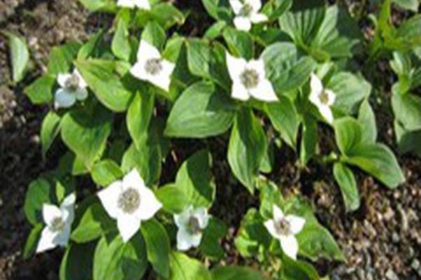 Cornus canadensis