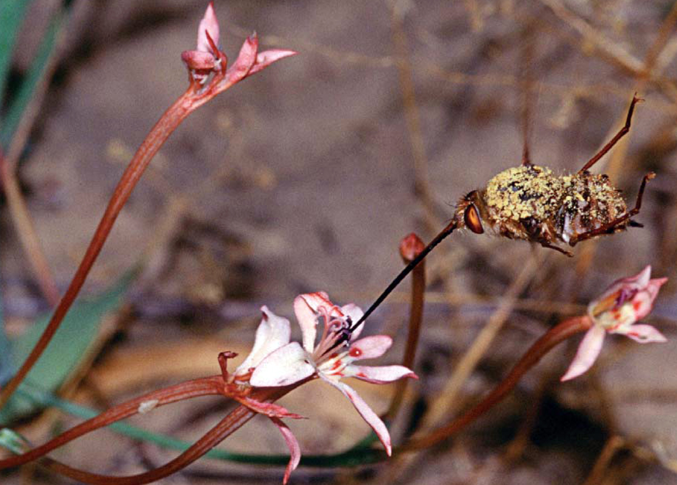 狹管唐菖蒲