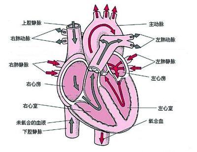 馬明海心臟示意圖