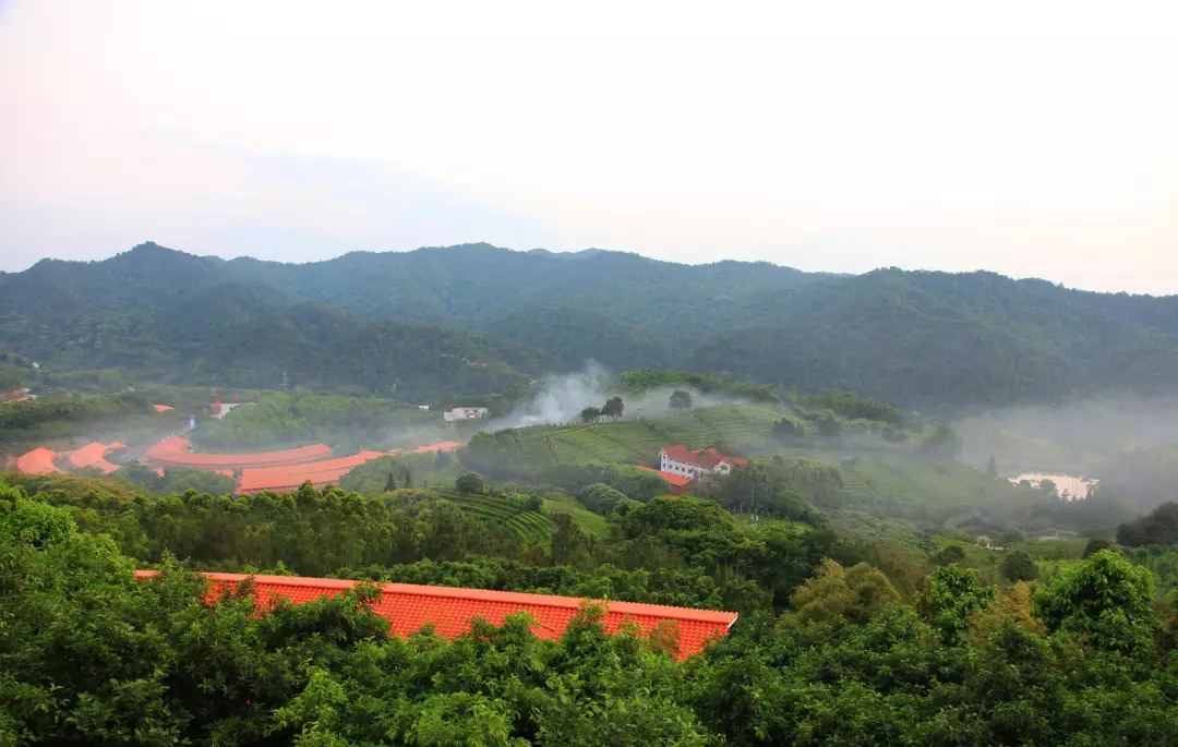 梅州市雁南飛茶田景區