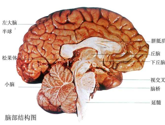 等勢原則(大腦皮層功能等勢說)