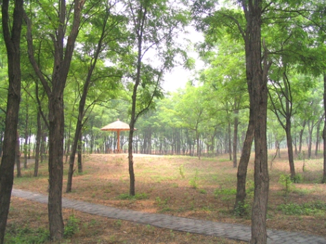 商丘黃河故道森林公園(河南黃河故道國家森林公園)