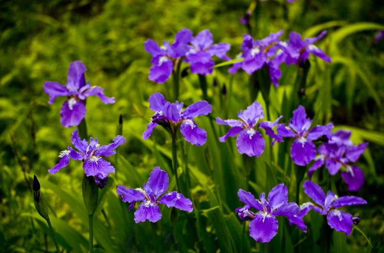 四月野山花