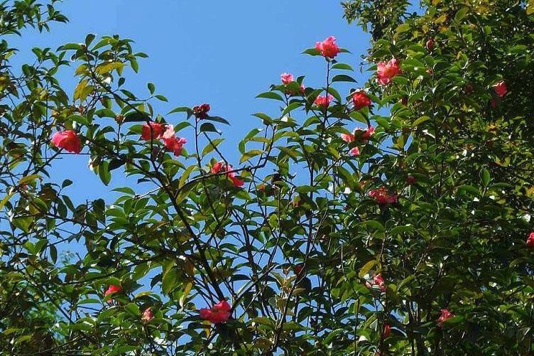 宛田紅花油茶無性系1號