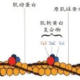 肌原纖維蛋白