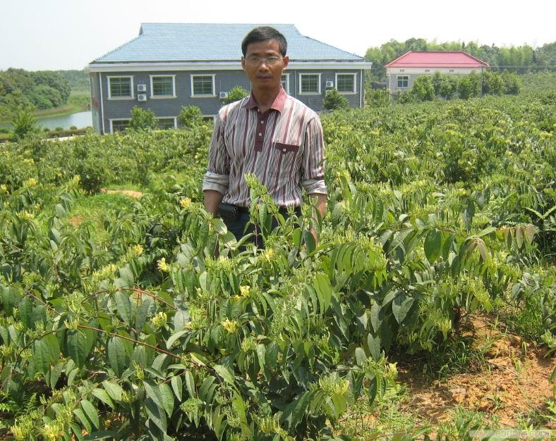 寧夏中衛市元豐金銀花種植合作社