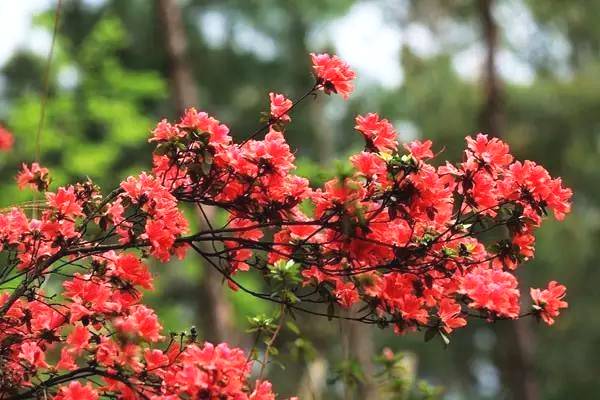 宣漢縣國家級森林公園