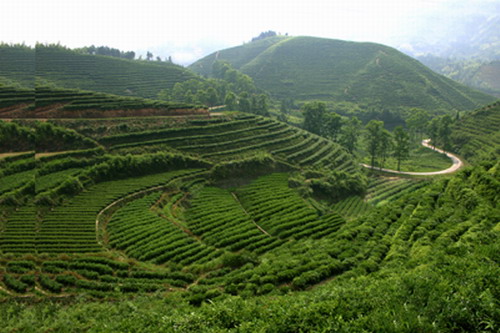 浙江十大名茶