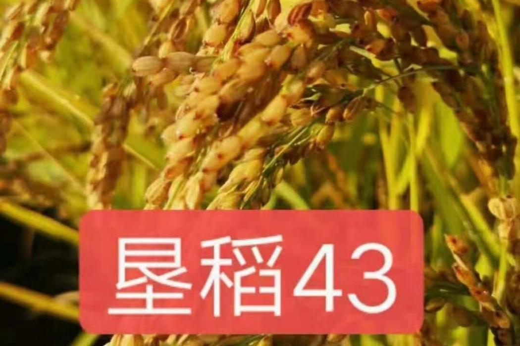 墾稻43