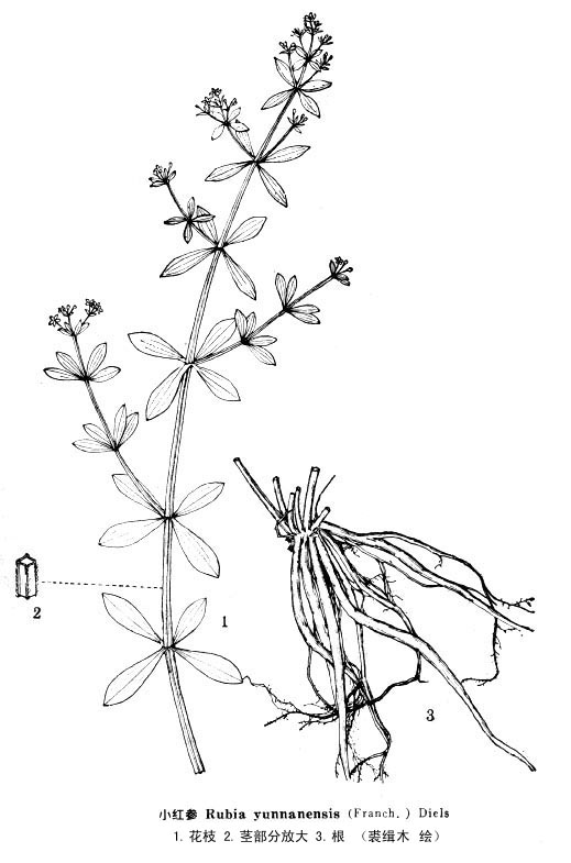 大黑藥(大黑藥)