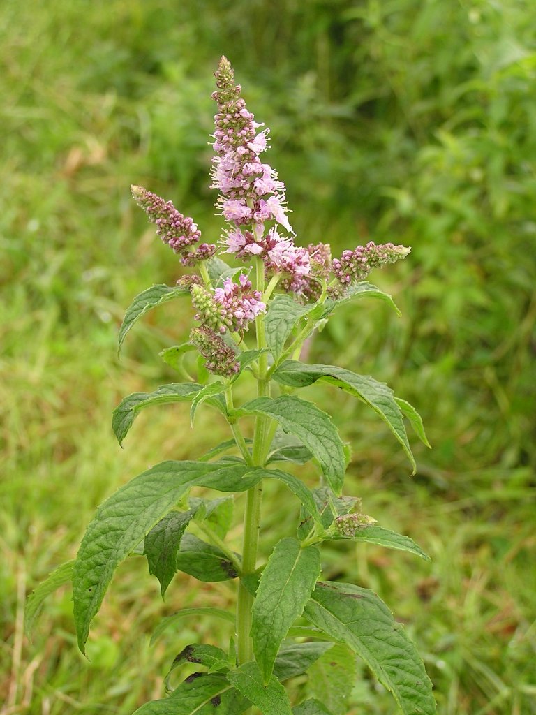 野薄荷