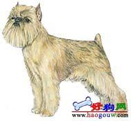 布魯塞爾粗毛獵犬(BrusselsGriffon)