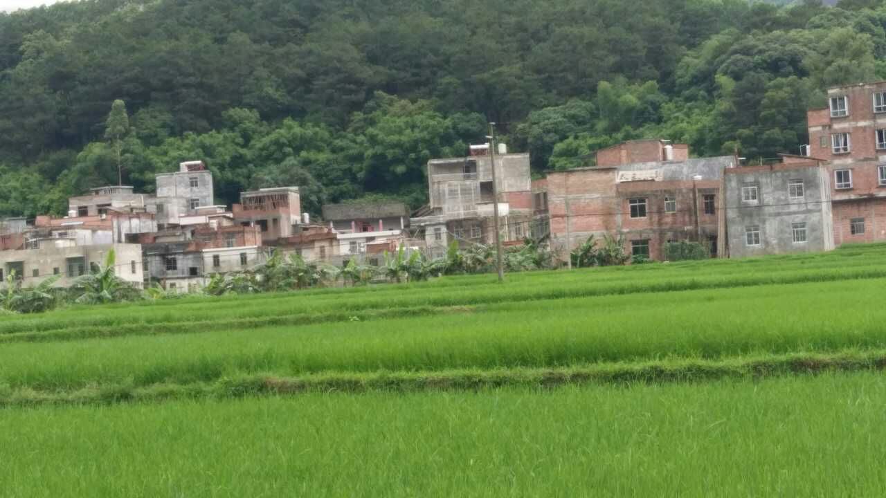 松柏村(廣西欽州市靈山縣舊州鎮松柏村)