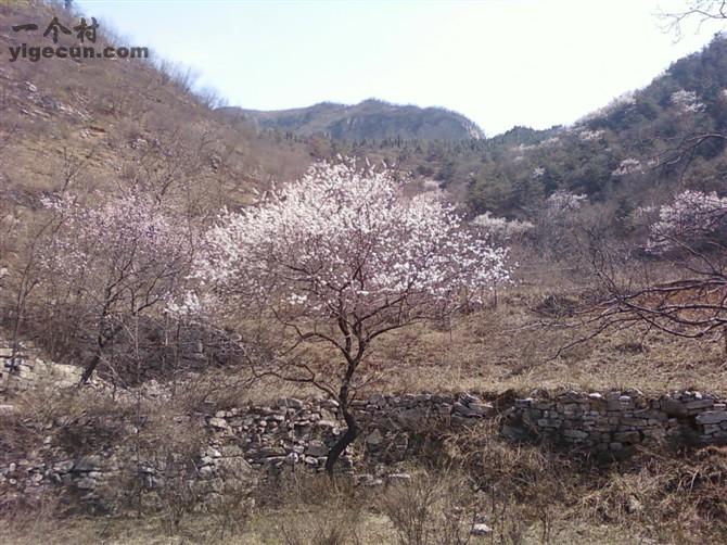 武家莊村(山西省太原市晉源區金勝鎮下轄村)