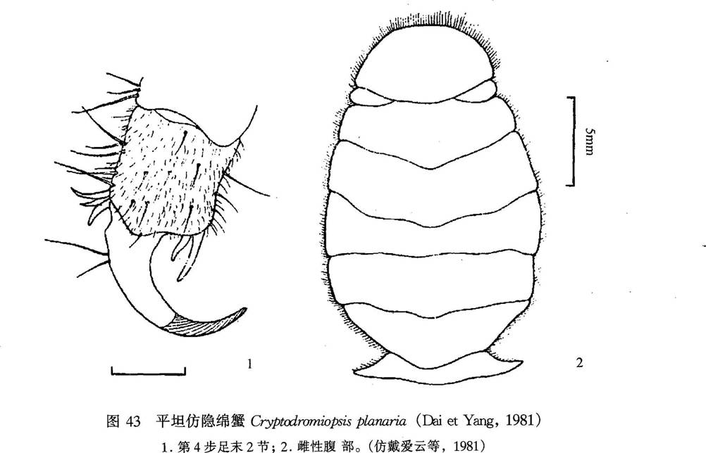 平坦仿隱綿蟹