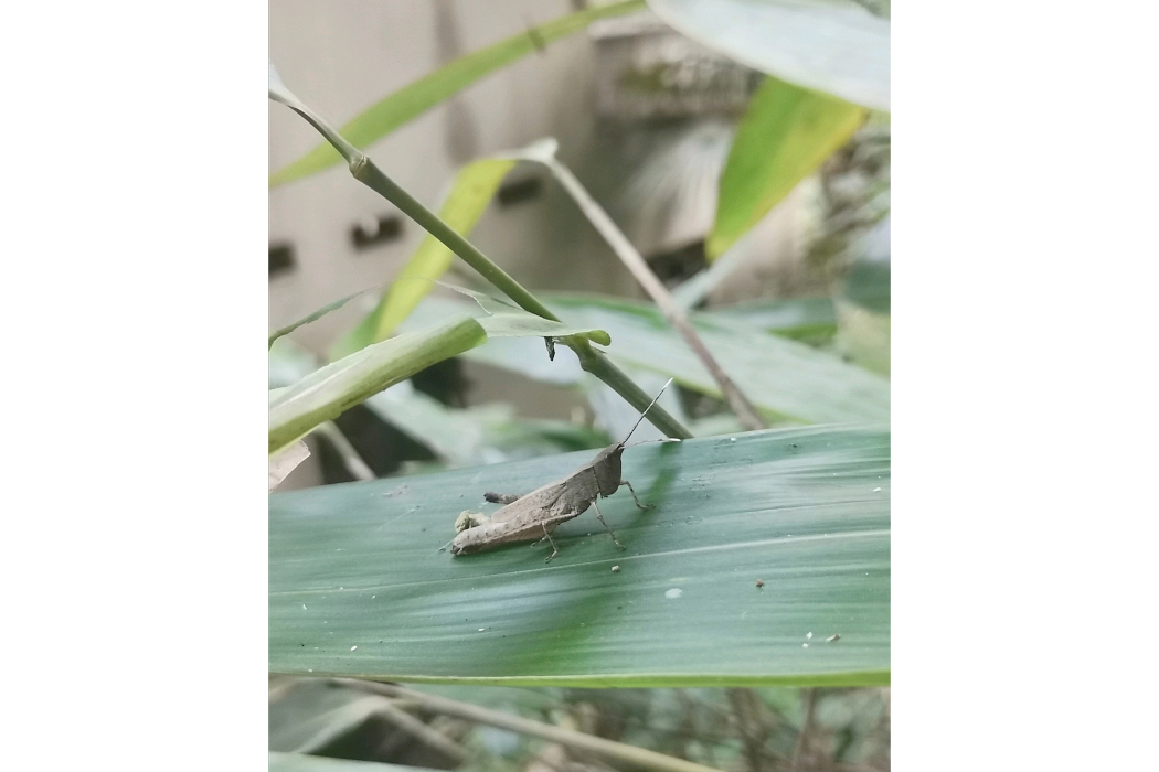 點翅蝗屬