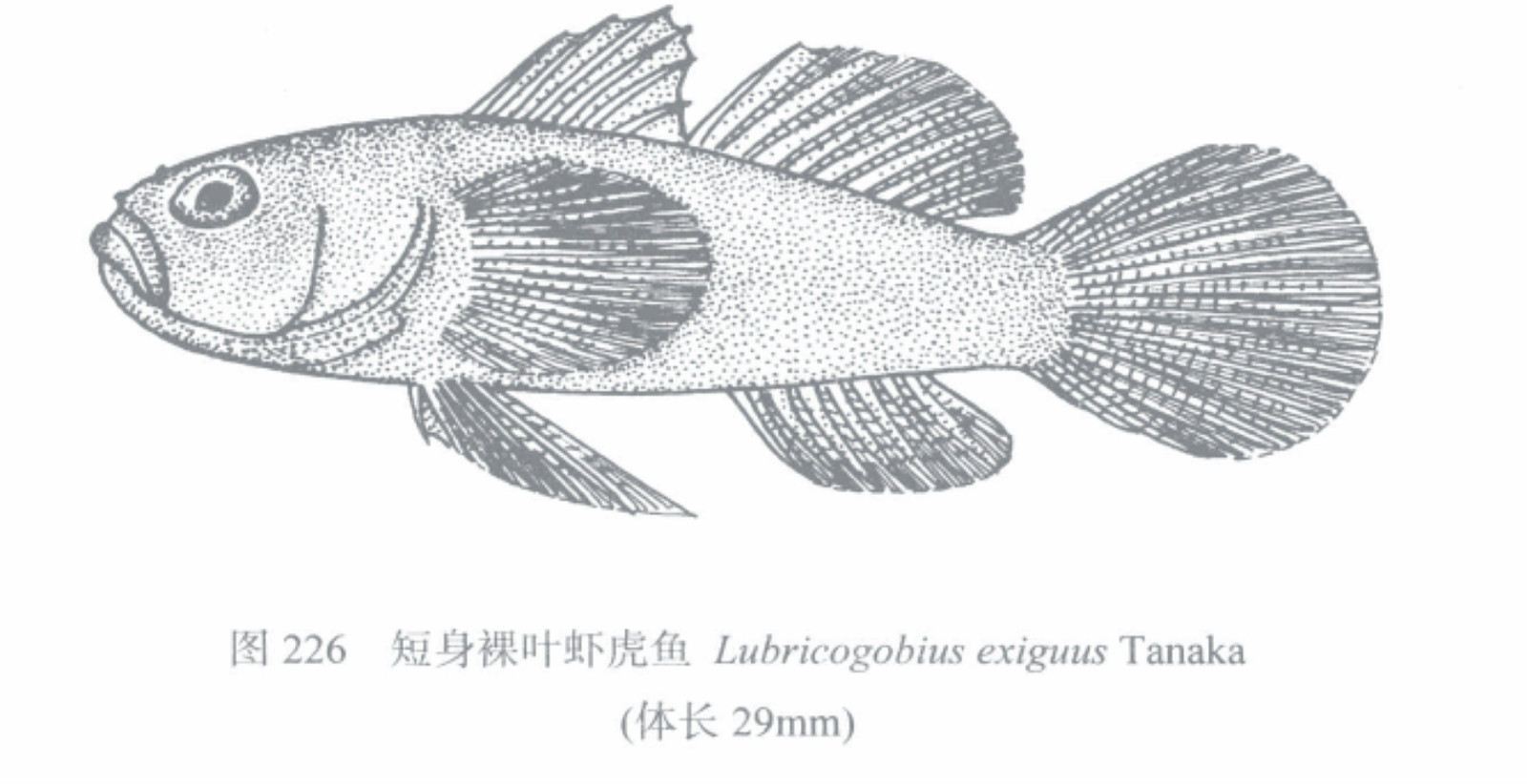 短身裸葉蝦虎魚