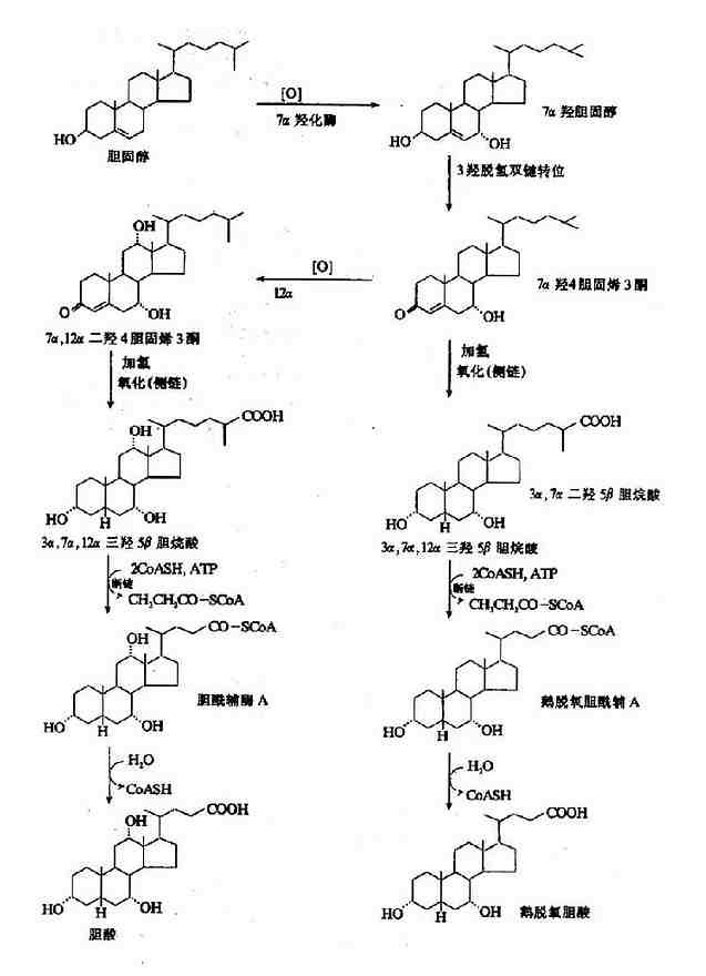 雞膽