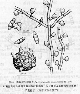 嘉賜樹生附絲殼