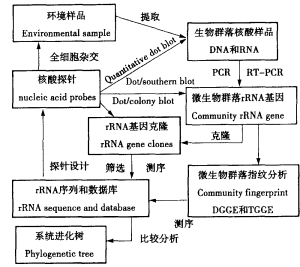 石油的微生物降解