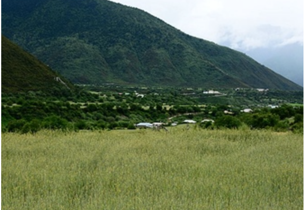 小麥屬