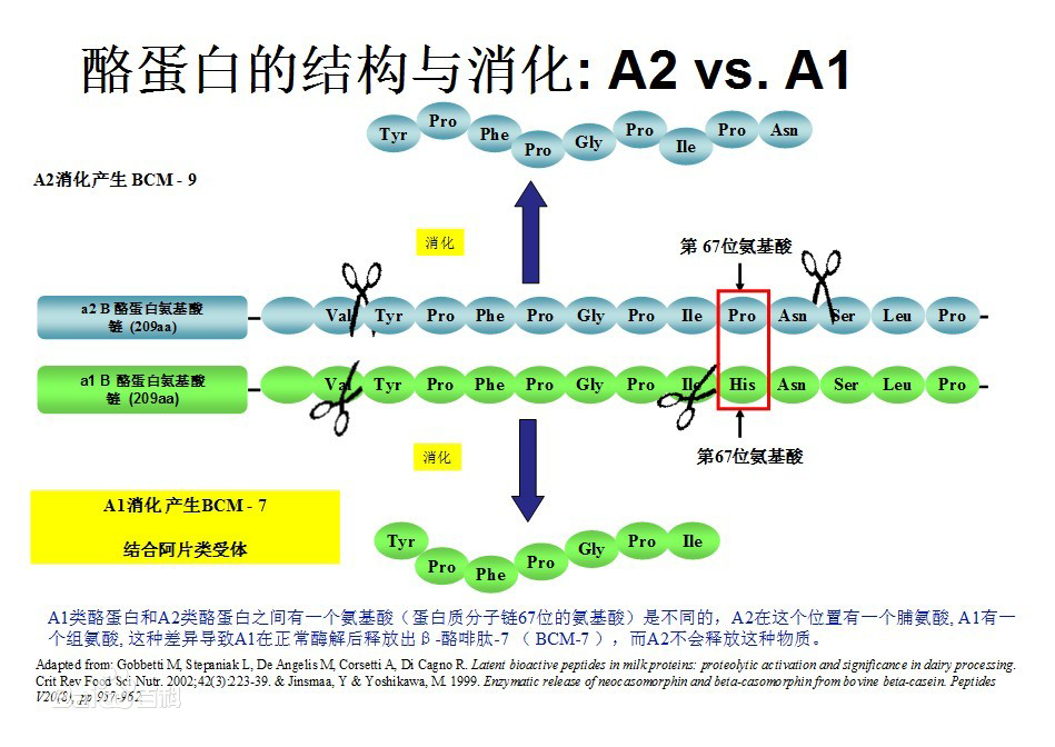 A2(乳製品公司)