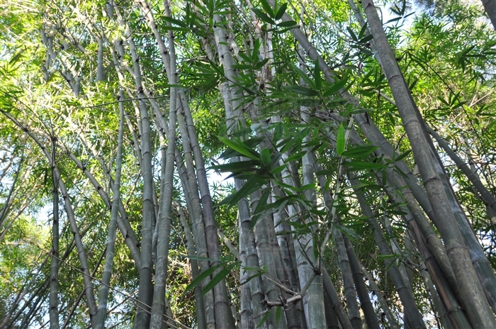 花皮竹無性系1號