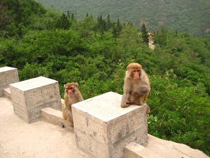 神農山