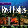 Reef Fishes