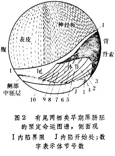 色素最深的動物性半球