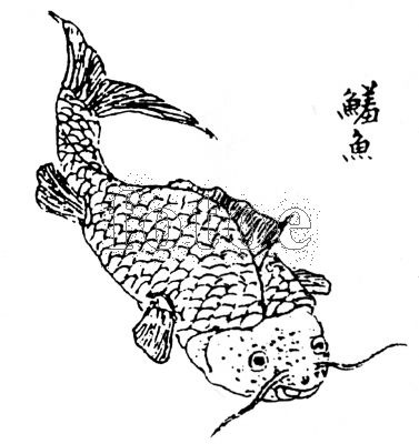 鱃魚