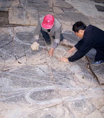 海百合(Crinoid)