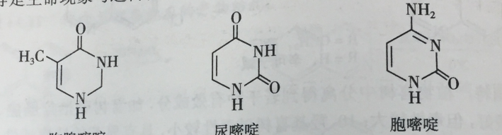 核酸的重要鹼基