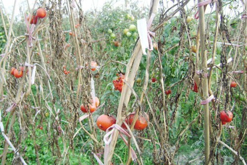 西紅柿青枯病