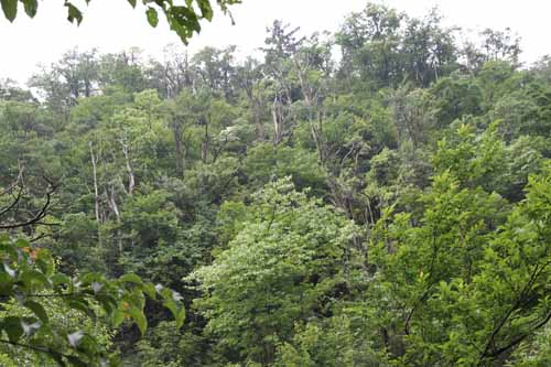 江西廬山國家級自然保護區