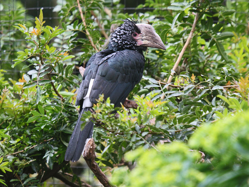 噪犀鳥（雌性）