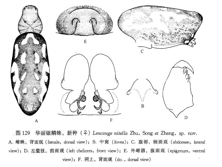 華麗銀鱗蛛