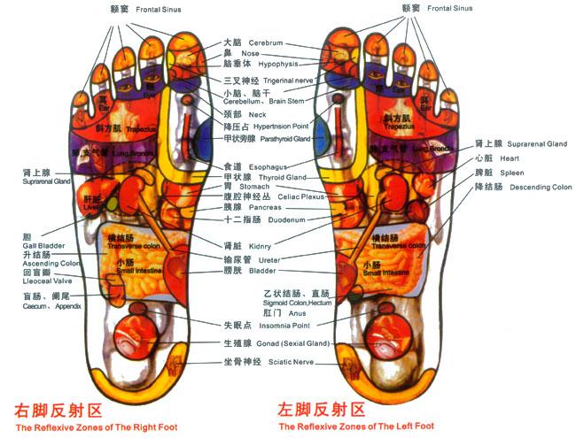 腳底反射區